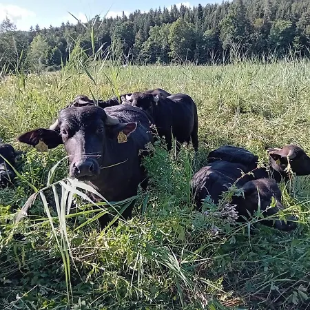 Traumhaftes Fachwerkhaus In Alleinlage Mit Sauna Und Guter Verkehrsanbindung Holiday home Vohringen (Baden-Wurttemberg)